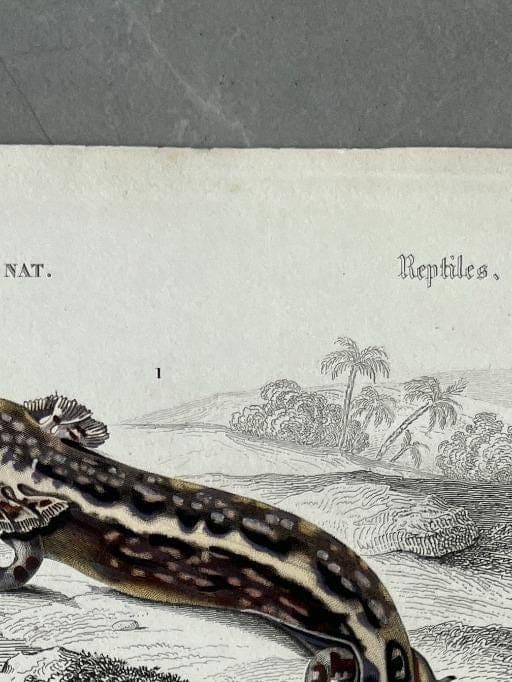 Vintage Salamander and Siren Natural History Print by Edouard TRAVIES image 3