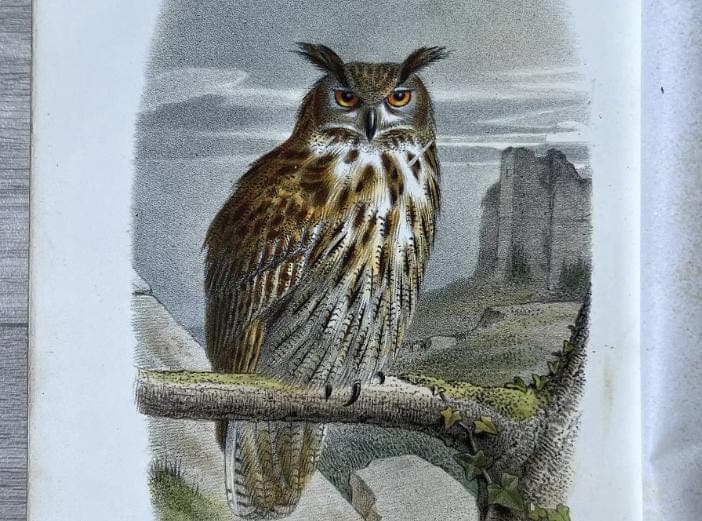 Vintage Owl Illustration by Edouard Traviès by Edouard TRAVIES (1809-1869) Grand image 4