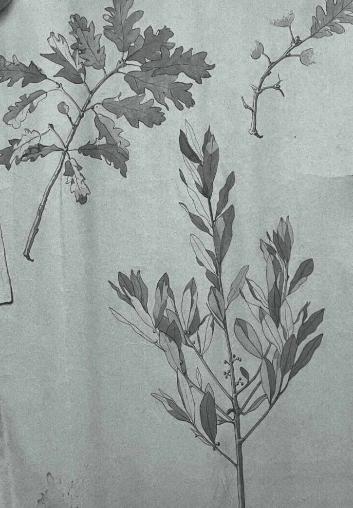 Antique Original Drawing Flowers, Floral, Still Life, Leaves image 1
