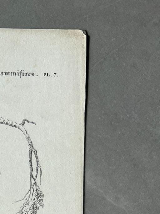 Vintage Illustration of Sloth and Aye-Aye by Edouard TRAVIES (1809-1869) image 4