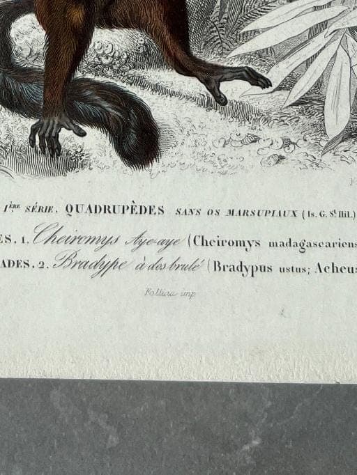 Vintage Illustration of Sloth and Aye-Aye by Edouard TRAVIES (1809-1869) image 9