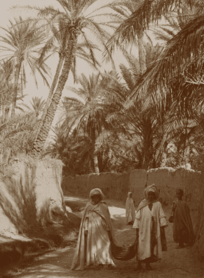 Vintage Photographs Orientalism Algeria, People, Palm Trees image 3