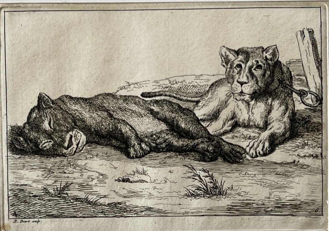 Bernard Picart (1673-1733) Lions Etching image 1