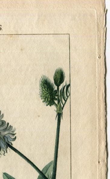 Antique Botanical Print - 19th Century Hand-Colored Wildflower Lithograph - image 9