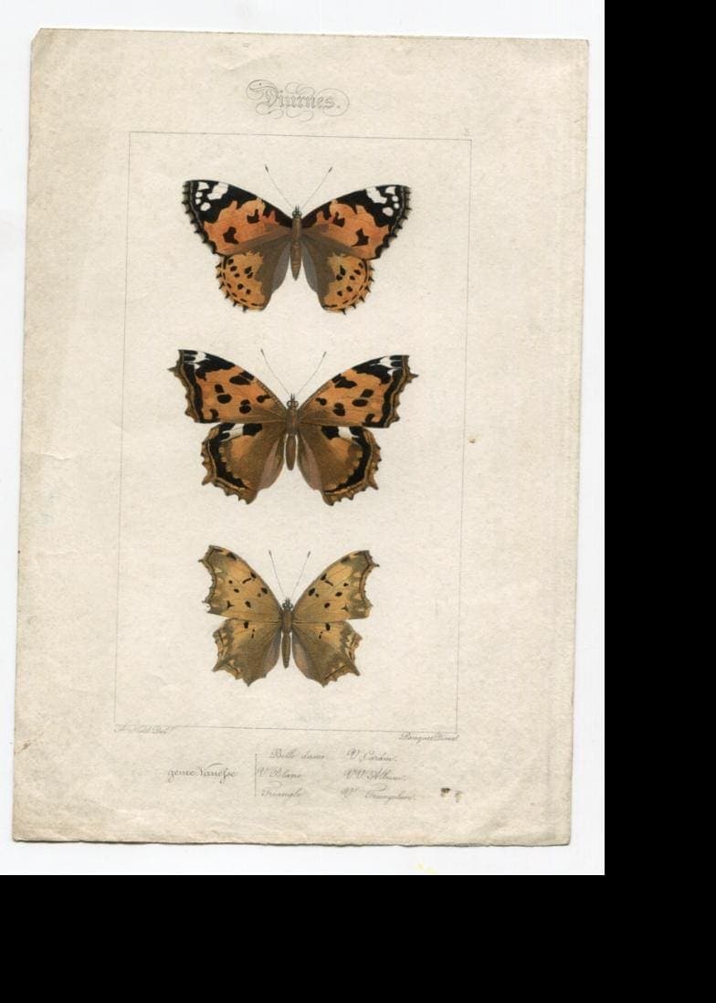 Antique Butterfly Illustration - Vintage Lepidoptera Art - 19th Century Natural image 3