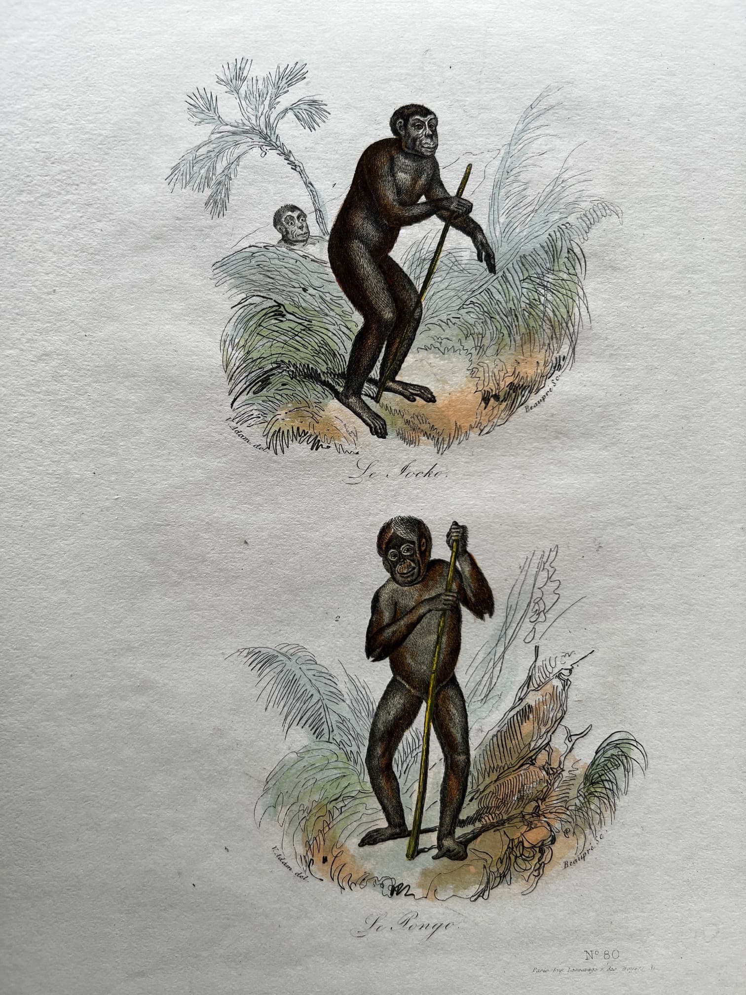 Antique Print Original Monkeys Playing image 2