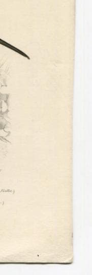 Antique Ornithology Print - Elegant Birds Illustration image 8