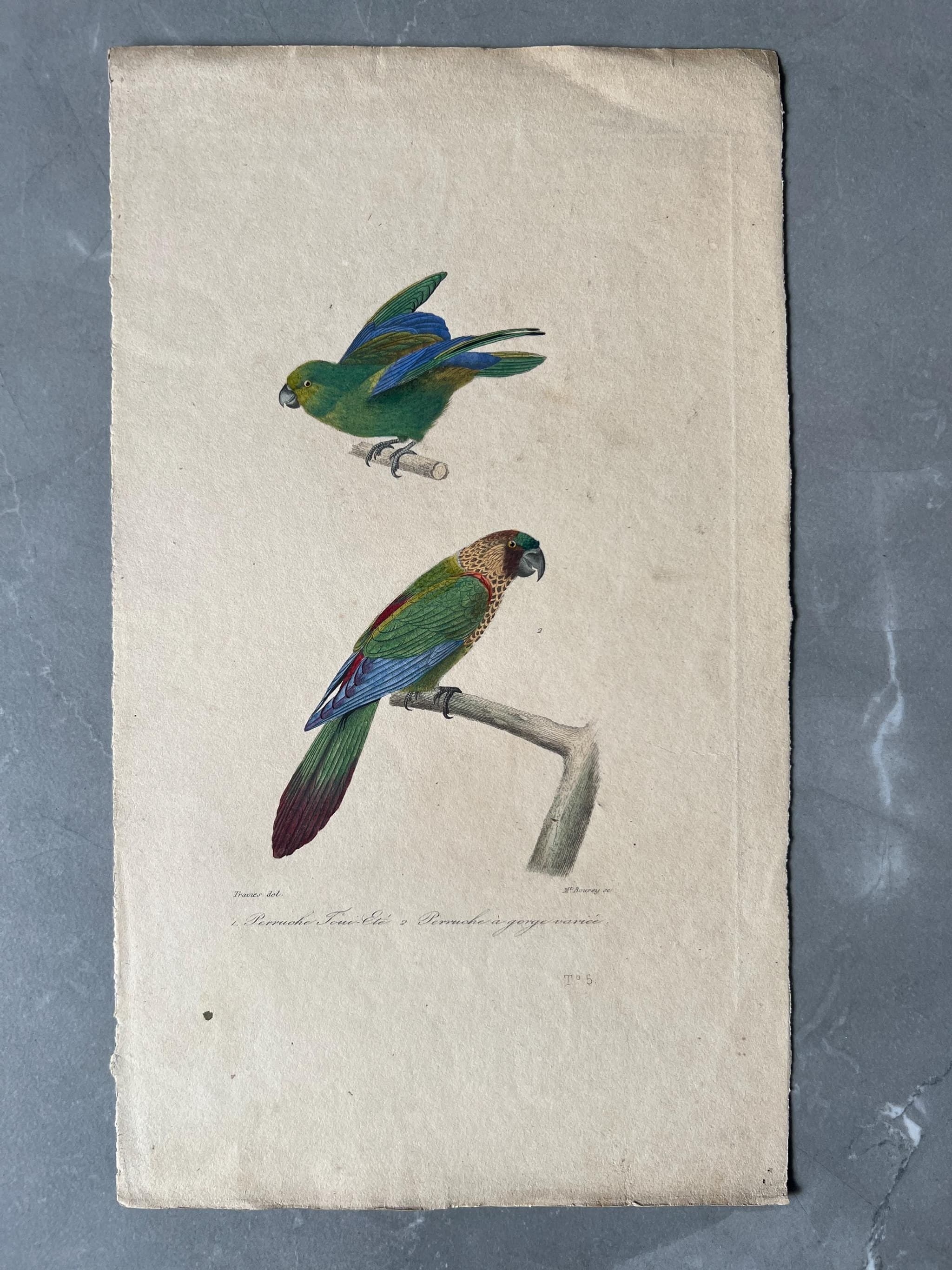 Antique Parrots Illustration - Exotic Bird Engraving by Edouard TRAVIES image 1
