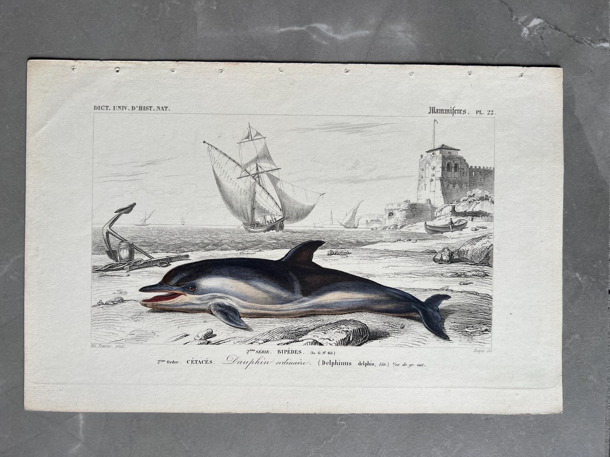 Antique Dolphin Illustration - 19th-Century Natural History Print - Vintage image 1