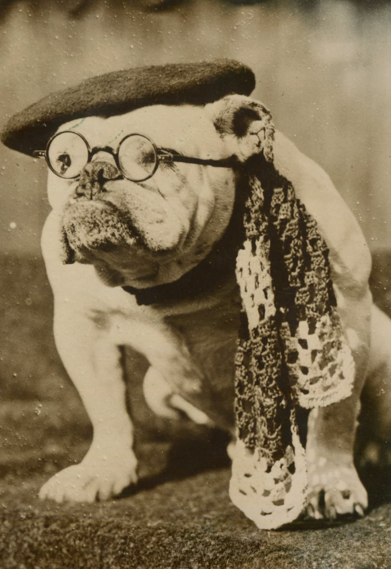 Bulldog with Glasses Photograph 1930' image 1
