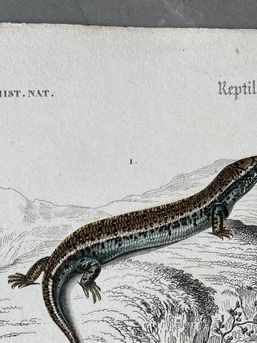 Antique Reptile Illustration of Lizards and Snake by Edouard TRAVIES (1809-1869) image 3