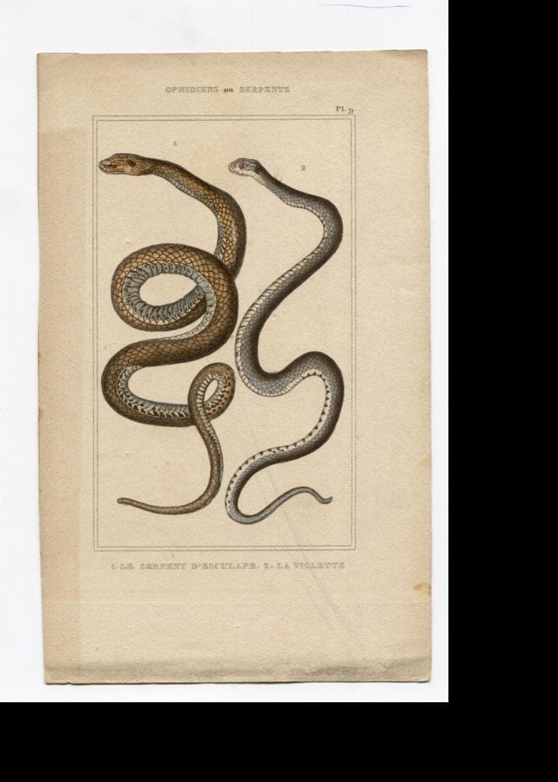 Antique Snake Illustration - Vintage Ophidiens Art - 19th Century Natural image 3