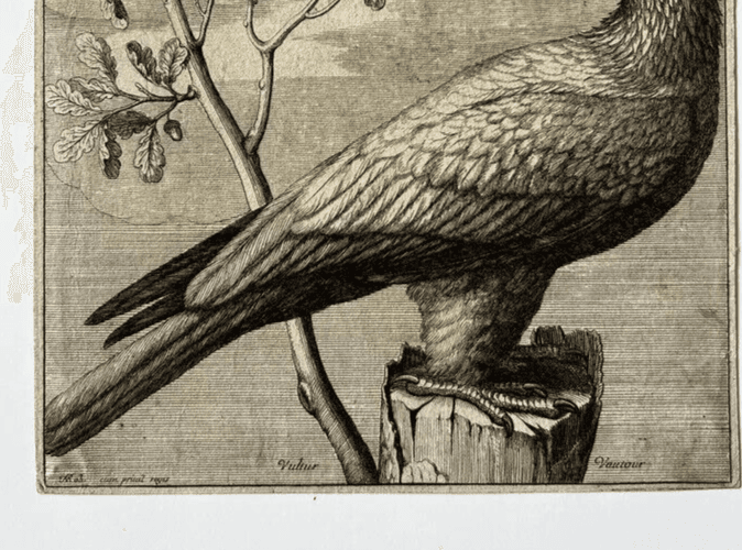 Antique Original Etching Nicolas Robert (1614-1685) Vautour, Bird image 6
