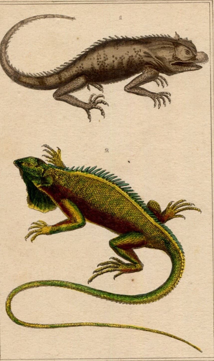 Antique Natural History Print - Lizards & Iguana Illustration image 1