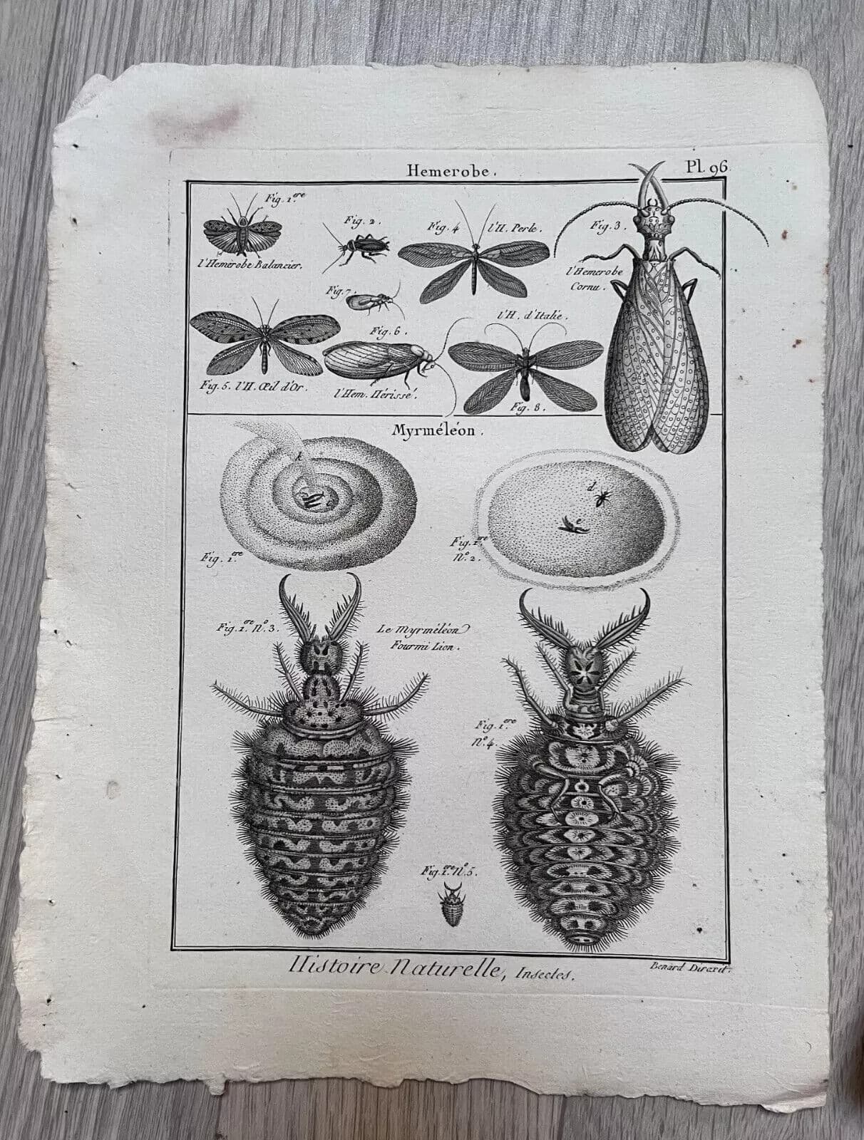 Antique Etching Hemerobes by Benard DIREXIT, Circa 1797 image 6