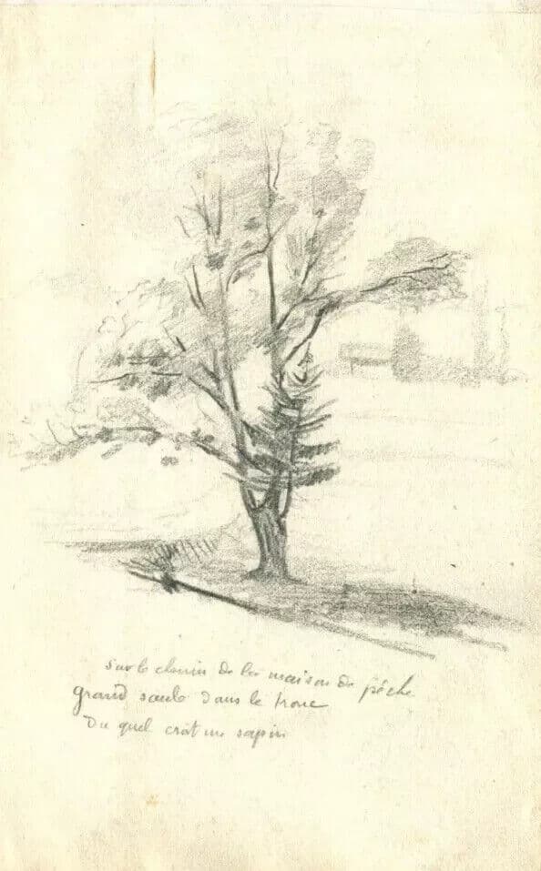 Vintage Pencil Original Drawing of Fir, Willow Trees x2 image 7