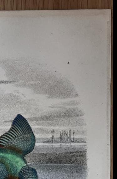 Antique Lithography Woodcock by Edouard TRAVIES (1809-1869) Kingfisher image 8