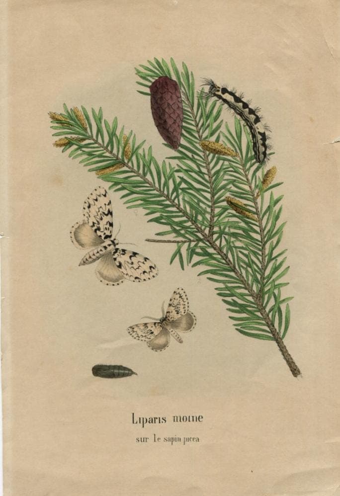 Antique Natural History Print - "Liparis Moine sur le Sapin Picea" (19th image 4