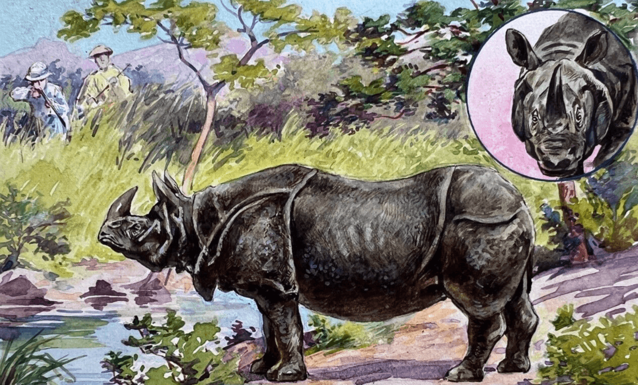 Drawing Illustration Rhinoceros