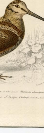 Antique Ornithology Print - Elegant Birds Illustration image 7
