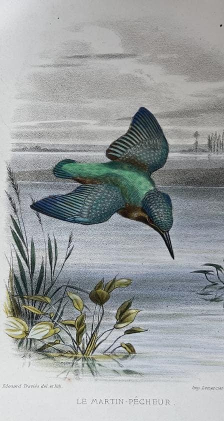 Antique Lithography Woodcock by Edouard TRAVIES (1809-1869) Kingfisher image 6