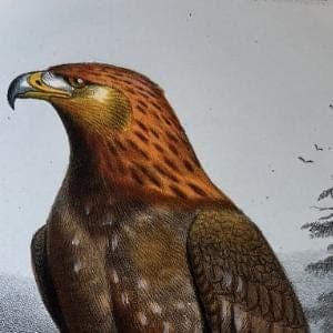 Vintage Illustration of the Golden Eagle (L'Aigle Royal) by Edouard TRAVIES image 4