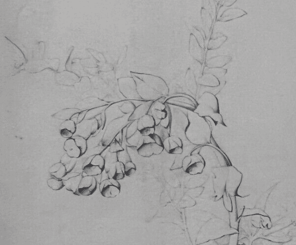 Antique Drawing Original Pencil 19th century Floral, Flowers 1850 Floral image 2