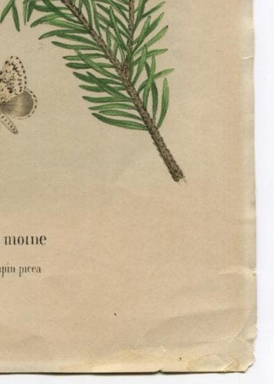 Antique Natural History Print - "Liparis Moine sur le Sapin Picea" (19th image 10