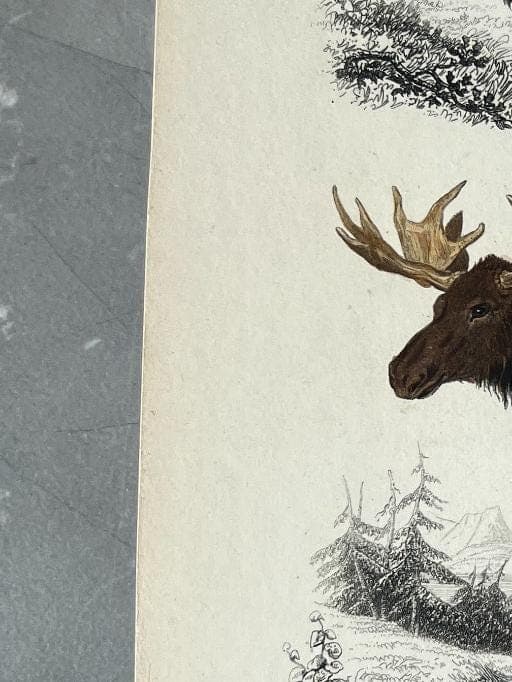 Vintage Deer Illustration - 19th Century Natural History Art by Edouard TRAVIES image 5