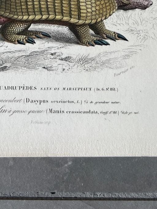 Antique Armadillo and Pangolin Engraving – 19th Century by Edouard TRAVIES image 9