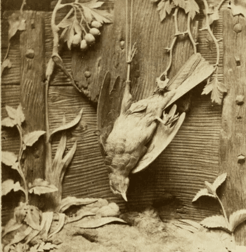 CDV Photograph - LONDON STEREOSCOPIC - International Exhibition, Still life 1862 image 3