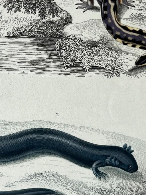 Vintage Salamander and Siren Natural History Print by Edouard TRAVIES image 6
