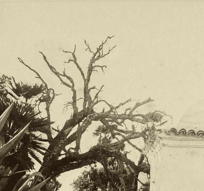 Antique Photograph Tomb, Albumen, Vintage, Orientalism Algeria c. 1870 image 2
