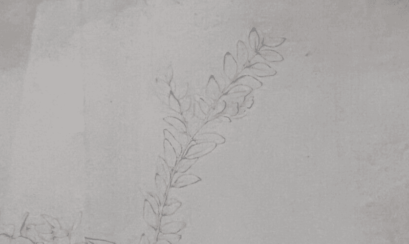 Antique Drawing Original Pencil 19th century Floral, Flowers 1850 Floral image 4