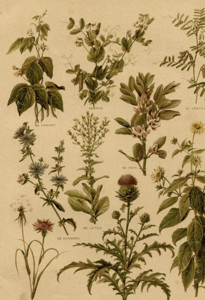 Antique Botanical Print - Plate VII from "Nos Fleurs" by Leclerc du Sablon image 4