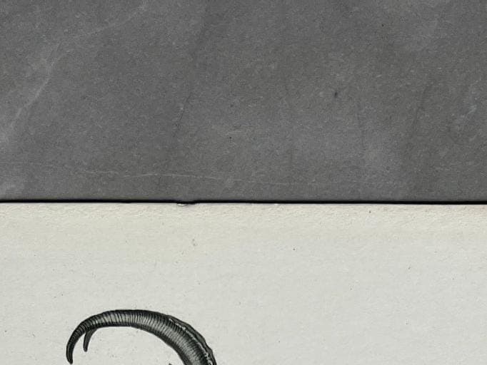 Antique Engraving of Goats and Ibex – 19th Century Art by Edouard TRAVIES image 3