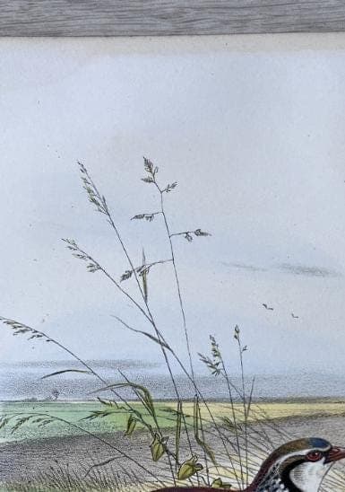 Vintage Illustration of the Red Partridge (La Perdrix Rouge) by Edouard TRAVIES image 6