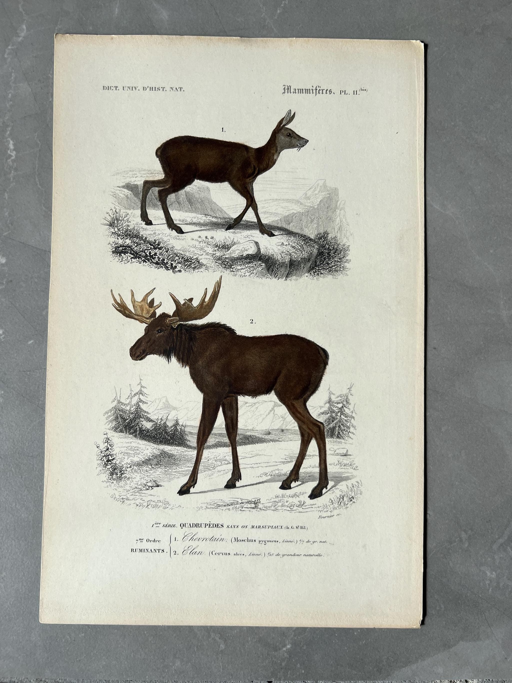 Vintage Deer Illustration - 19th Century Natural History Art by Edouard TRAVIES image 1