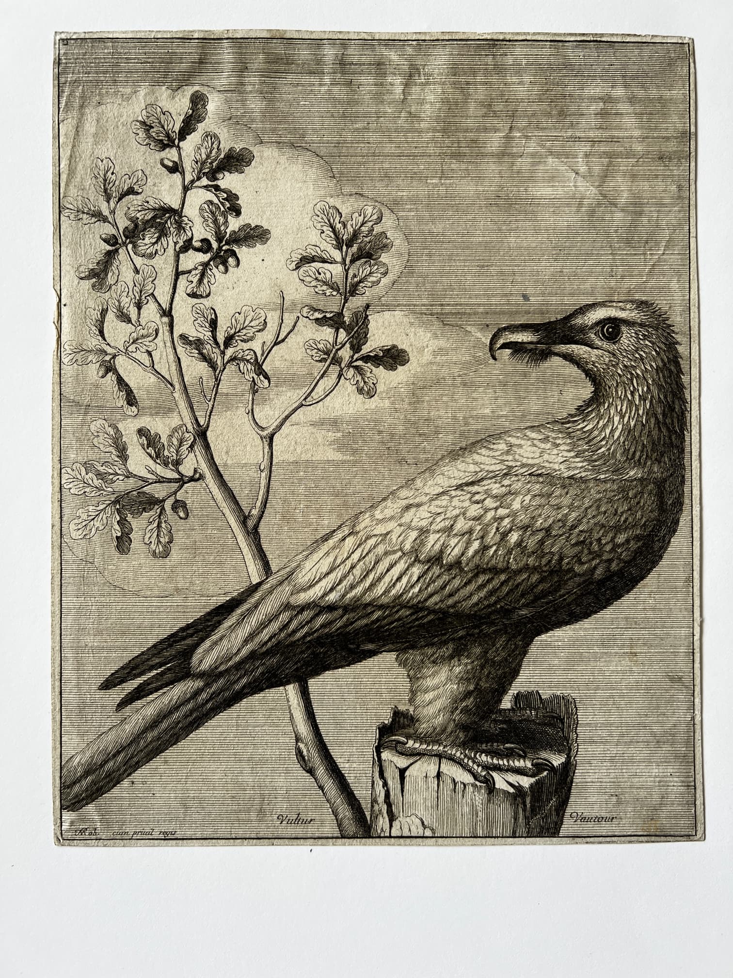 Nicolas Robert (1614-1685) Vautour Etching image 2