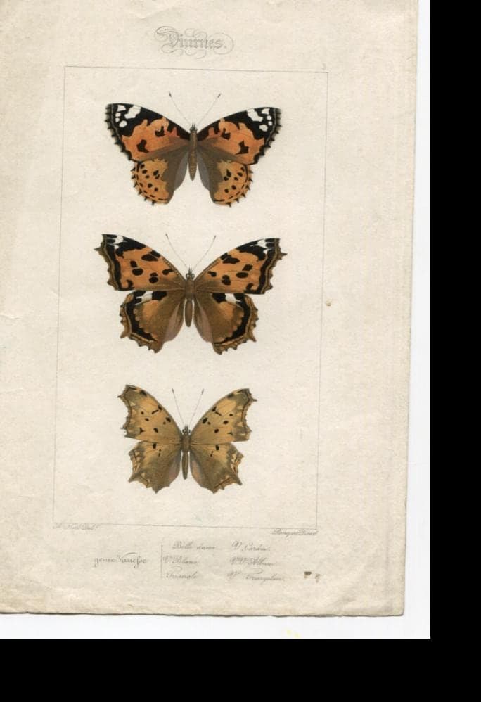 Antique Butterfly Illustration - Vintage Lepidoptera Art - 19th Century Natural image 4