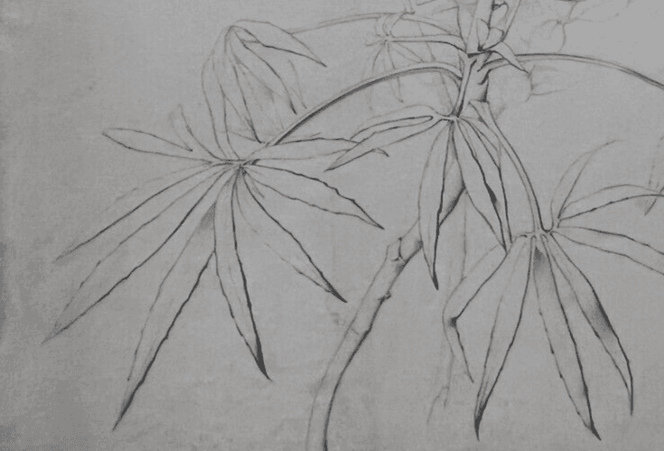 Antique Drawing Original Pencil 19th century Floral, Flowers 1850 Floral image 3