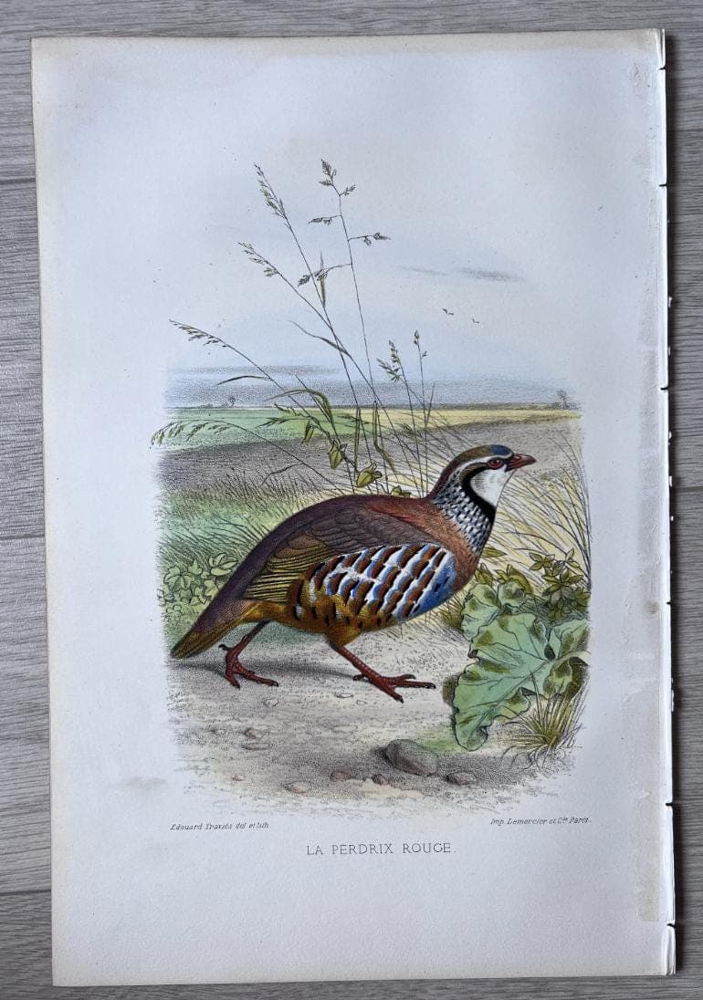 Vintage Illustration of the Red Partridge (La Perdrix Rouge) by Edouard TRAVIES image 3
