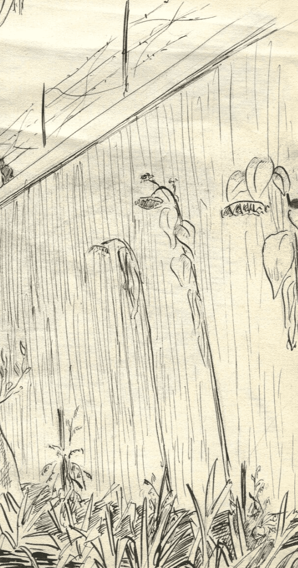 Vintage Ink Original Drawing Garden Landscape, Vegetation image 5