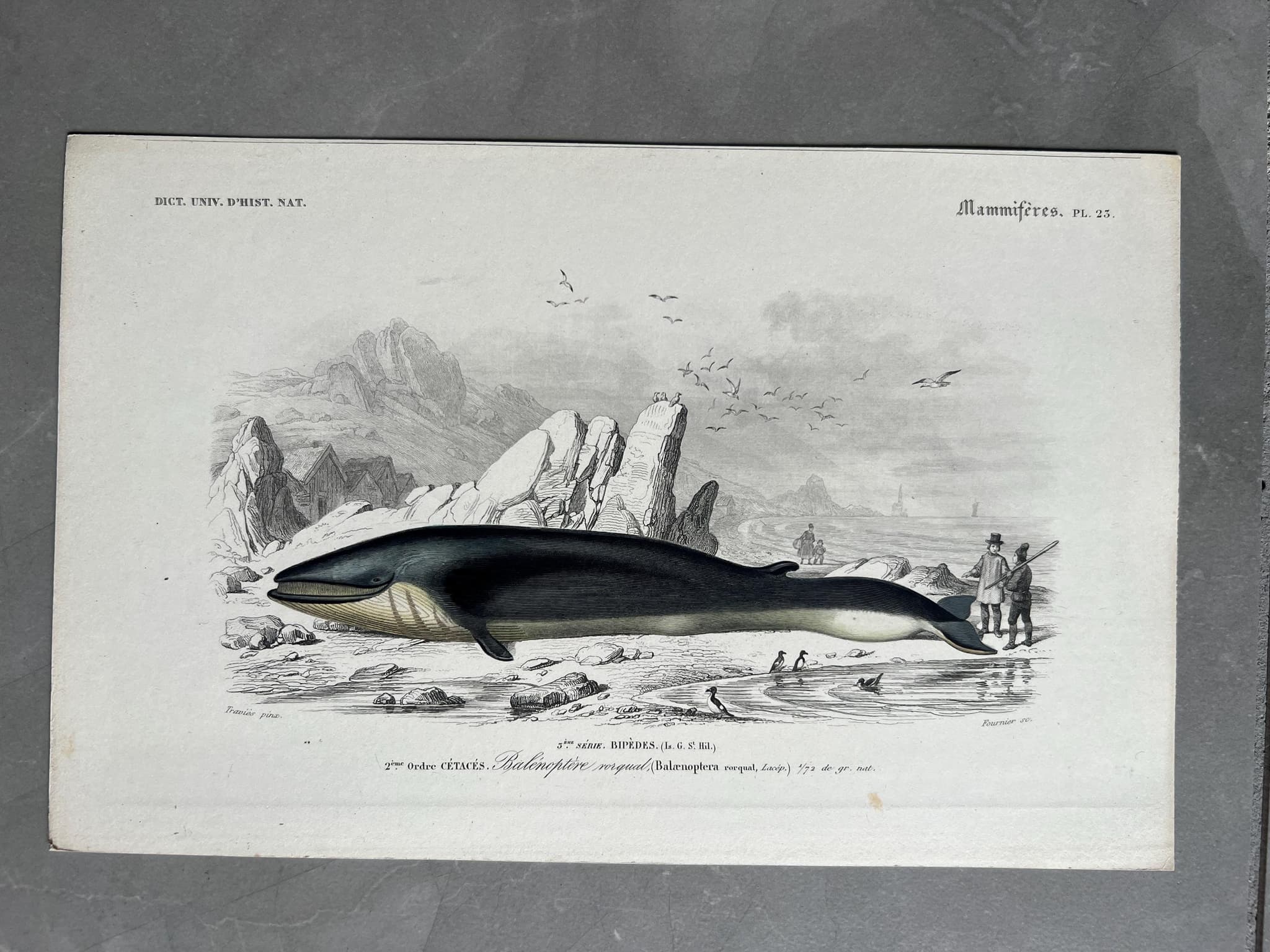 Antique Blue Whale Natural History Print by Edouard TRAVIES (1809-1869) image 1