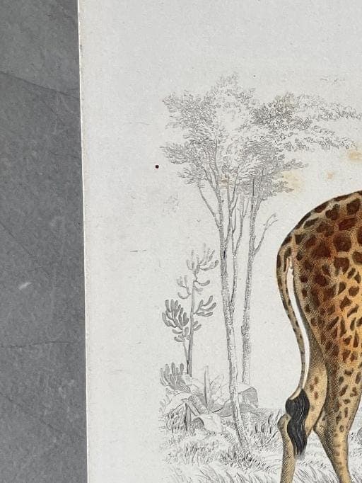 Antique Illustration Giraffe Engraving – 19th Century Natural History by Edouard image 5