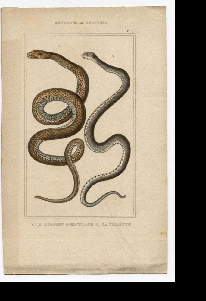 Antique Snake Illustration - Vintage Ophidiens Art - 19th Century Natural image 4