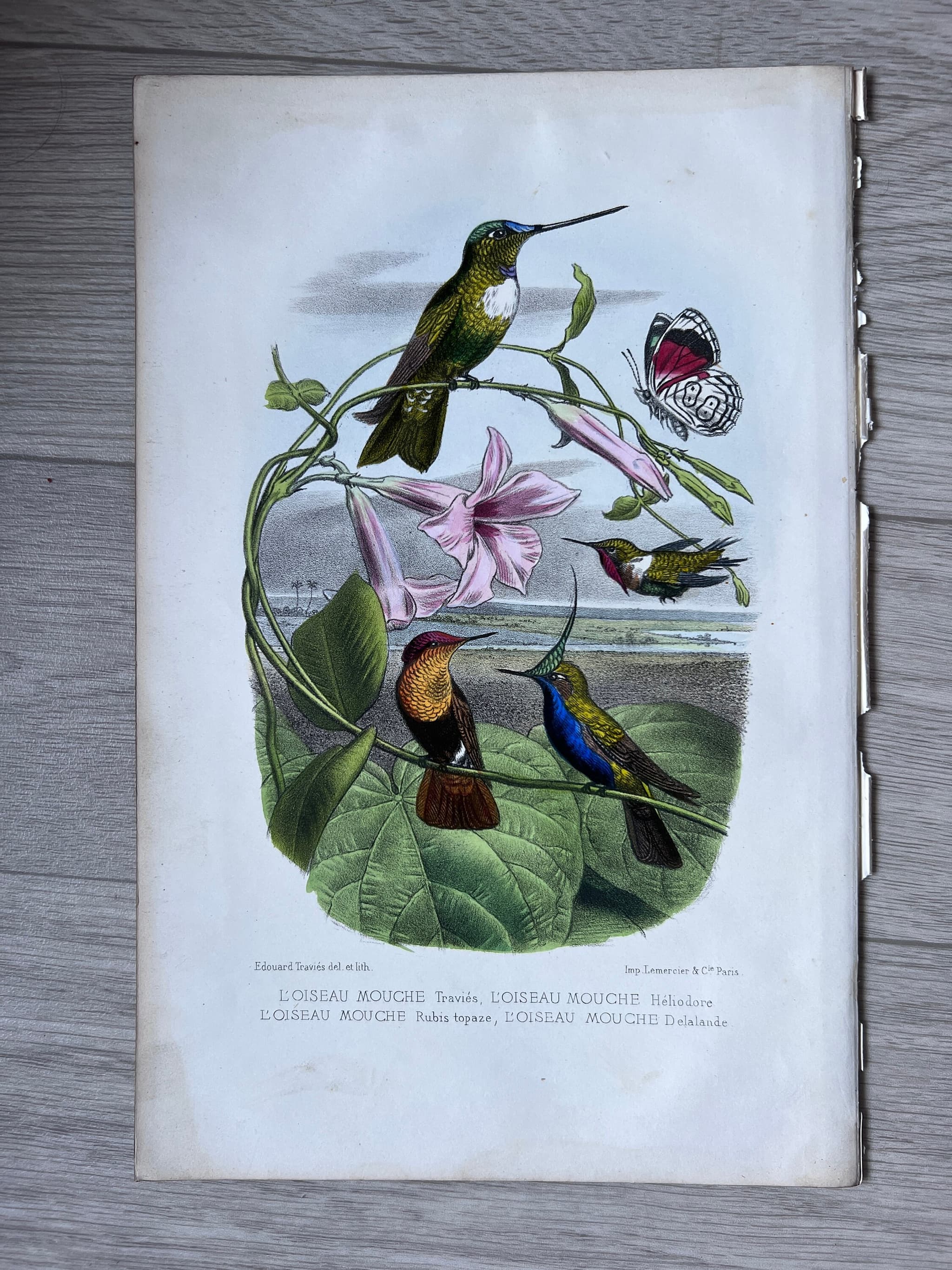 Antique Hummingbird Print - 19th Century Natural History Illustration by Edouard image 2