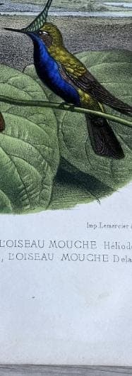 Antique Hummingbird Print - 19th Century Natural History Illustration by Edouard image 9
