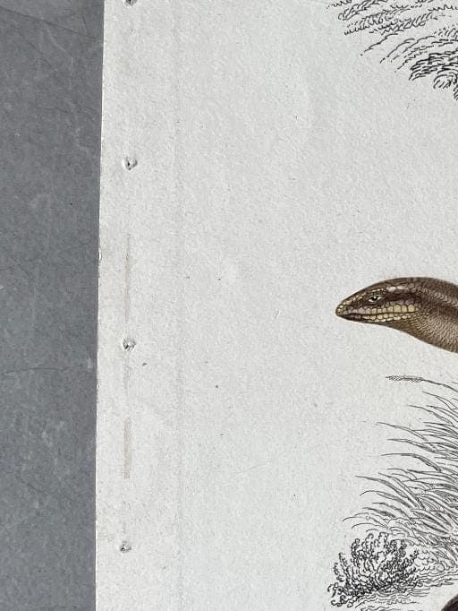 Antique Reptile Illustration of Lizards and Snake by Edouard TRAVIES (1809-1869) image 5