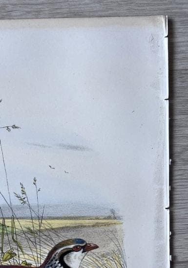 Vintage Illustration of the Red Partridge (La Perdrix Rouge) by Edouard TRAVIES image 9